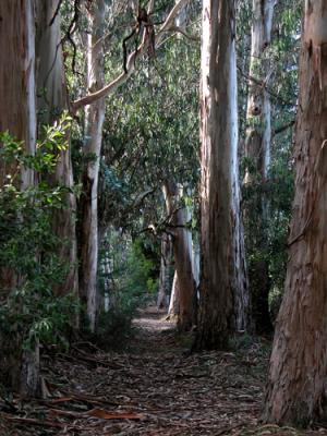 Pathway-on-forest.jpg