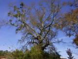 Old tree in the park