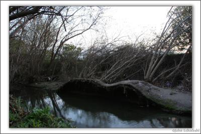 Uprooted Roots #1