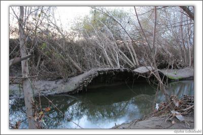 Uprooted Roots #2