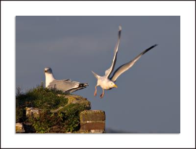 Berry Head - Herring Gulls