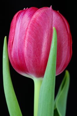 Single pink tulip.jpg
