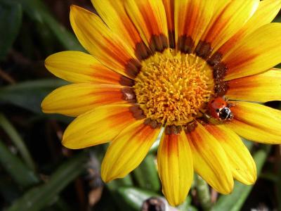 yellow-flower-&-ladybird.jpg