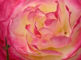 rose-wallpaper.jpg