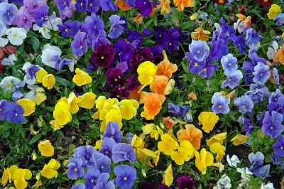 Pansies