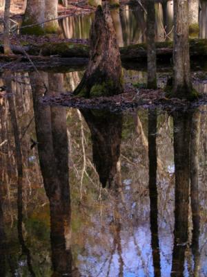 JPG S Stump Reflections  PC317858.jpg