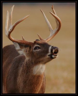 JPG 2CSB Buck Teeth DSC_7774.jpg