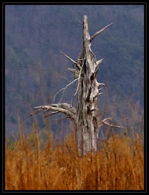 JPG 2CCSB Dead Tree DSC_7556.jpg