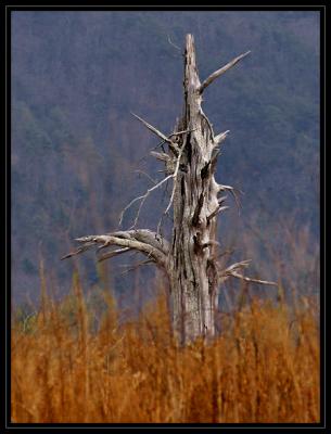 JPG 2CCSB Dead Tree DSC_7556.jpg