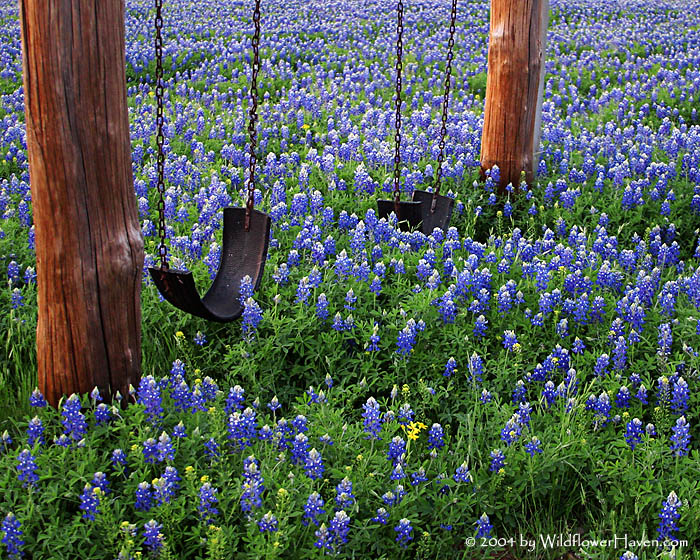 Swinging in the Bluebonnets