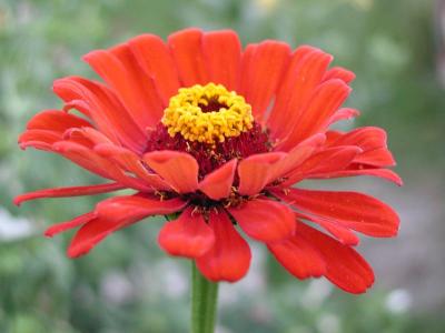 u12/rileypm/medium/37709906.AnotherZinnia.jpg