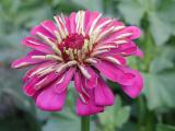 Zinnia