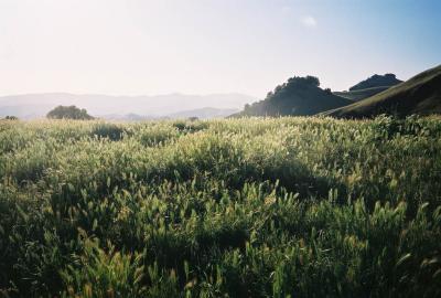 los trampas East Bay