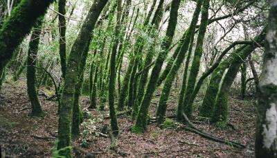 matt davis trail Marin County