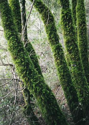 moss on matt davis trail Marin County
