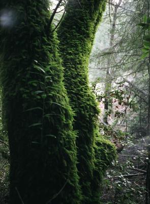 moss on matt davis trail Marin County