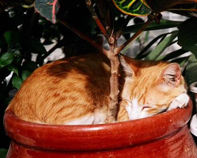 cat in a pot