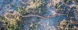 gopher snake