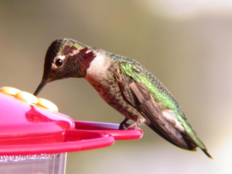 DSCN3436.JPG