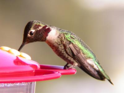 DSCN3436.JPG