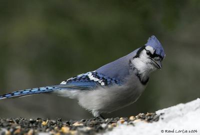 Geai bleu / Blue Jay