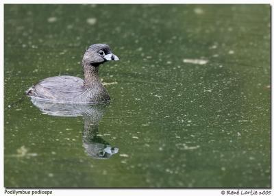 Grbe / Grebe