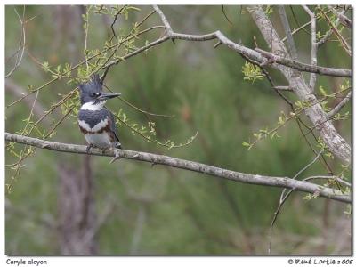 Martin/pcheur / Belted Kingfisher