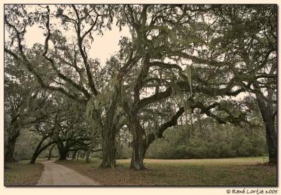 Santee Coastal Reserve