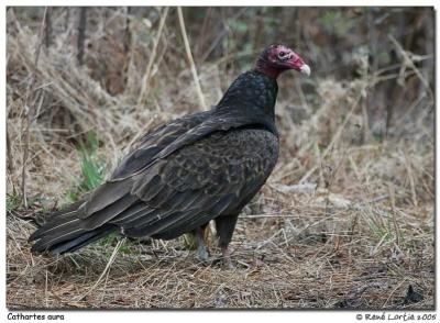 Urubu  tte rouge / Turkey Vulture