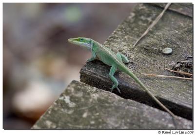 Lzard / Lizard