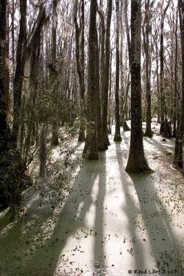 Audubon Swamp Garden