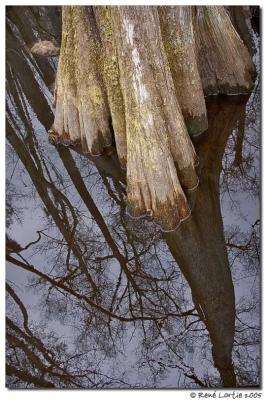 Bald Cypress