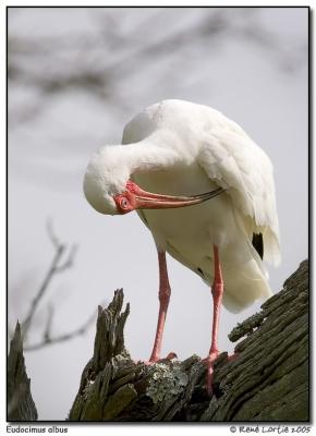 Ibis blanc / White Ibis