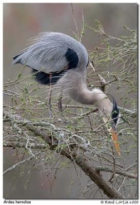 Grand hron / Great Blue Heron