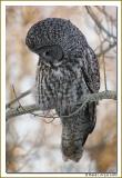 Chouette lapone / Great Gray Owl