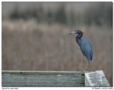 Aigrette bleue  / Little Blue Heron