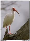 Ibis blanc / White Ibis