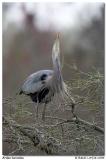 Grand hron / Great Blue Heron