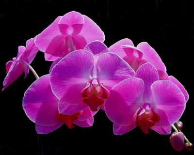 Backlit Orchid