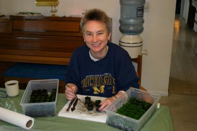 Transplanting young fernlets