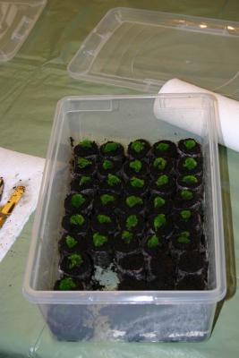 Plastic shoeboxes make mini-greenhouses