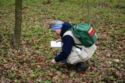 Scouting and identifying ferns