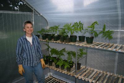 The real greenhouse
