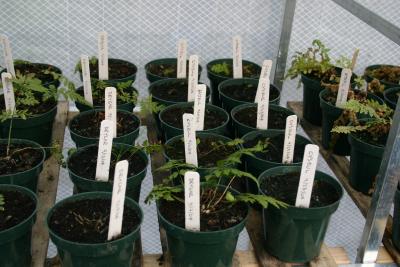 Fern Photos