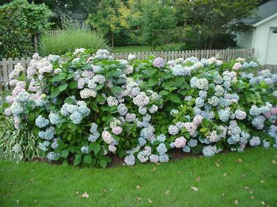 Chris's Hydrangeas