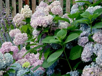 Chris's Hydrangeas (solarized due to low light)