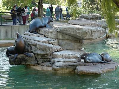 Sea Lions at St. Louis Zoo