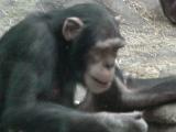 Chimp at St. Louis Zoo