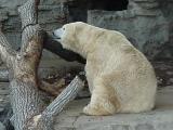 Polar Bear at St. Louis Zoo