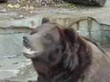 Grizzly Bear at St. Louis Zoo (a real ham)